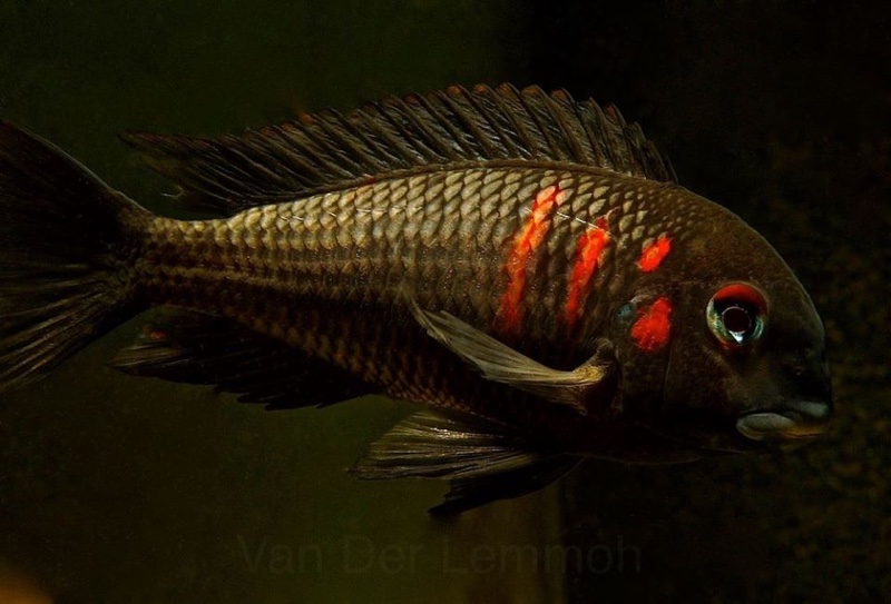 Tropheus sp. 'black' Caramba